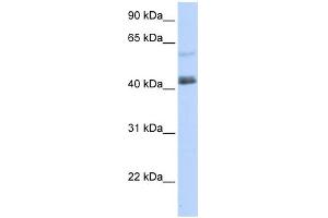 WB Suggested Anti-PRDM15 Antibody Titration:  0. (PRDM15 Antikörper  (C-Term))
