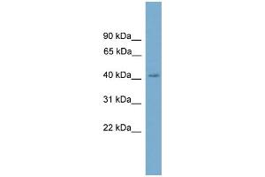 WB Suggested Anti-CXorf9 Antibody Titration: 0. (SASH3 Antikörper  (C-Term))