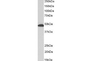 ABIN2562804 (0. (GFAP Antikörper  (C-Term))