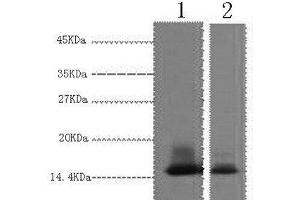 Western Blot analysis of 1) Human Milk, 2) Milk using alpha Lactalbumin Monoclonal Antibody at dilution of 1:3000.