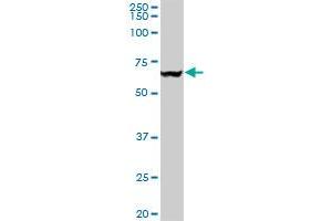 Western Blotting (WB) image for anti-Valosin Containing Protein (VCP) (AA 1-588) antibody (ABIN521309)