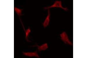 ABIN6276051 staining HeLa by IF/ICC. (MRGPRE Antikörper  (Internal Region))