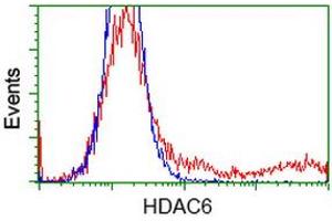 HEK293T cells transfected with either RC209649 overexpress plasmid (Red) or empty vector control plasmid (Blue) were immunostained by anti-HDAC6 antibody (ABIN2454079), and then analyzed by flow cytometry. (HDAC6 Antikörper)
