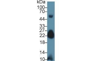 Western Blot; Sample: Mouse Skeletal muscle lysate; Primary Ab: 1µg/ml Rabbit Anti-Human MYL7 Antibody Second Ab: 0. (MYL7 Antikörper  (AA 11-148))