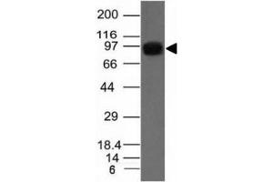 Western blot of A431 cell lysate using Nucleolin antibody. (Nucleolin Antikörper)