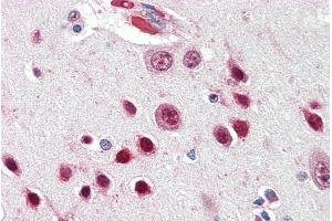 ABIN334449 (5µg/ml) staining of paraffin embedded Human Cortex. (NOVA1 Antikörper  (Internal Region))