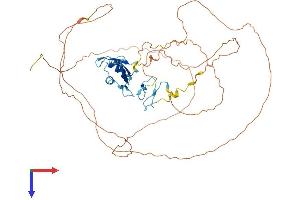 FUS Protein (AA 1-526) (His tag)