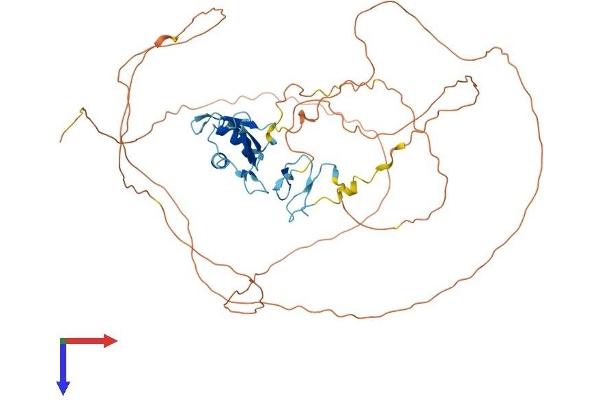 FUS Protein (AA 1-526) (His tag)