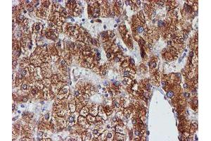 Image no. 12 for anti-Protein Disulfide Isomerase Family A, Member 4 (PDIA4) antibody (ABIN1500110)