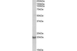 Western Blotting (WB) image for anti-BCL2-Related Protein A1 (BCL2A1) (Internal Region) antibody (ABIN2464741) (BCL2A1 Antikörper  (Internal Region))