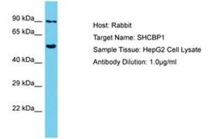 Image no. 1 for anti-SHC SH2-Domain Binding Protein 1 (SHCBP1) (AA 526-575) antibody (ABIN6750678) (SHCBP1 Antikörper  (AA 526-575))