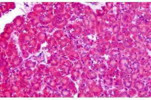 Anti-ASCT1 / SLC1A4 antibody IHC staining of human pancreas. (SLC1A4 Antikörper  (N-Term))