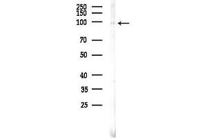 Western blot analysis of lysates from Rat brain, using Phospho-FOXO3A (Ser253) Antibody at 1/1000 dilution.