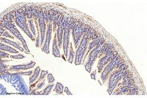 Immunohistochemical analysis of paraffin-embedded mouse colon tissue. (Caspase 3 p17 (AA 100-180), (Cleaved-Asp175) Antikörper)