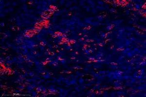 Immunofluorescent analysis of paraformaldehyde-fixed rat ovary using,OMD (ABIN7074956) at dilution of 1: 1000 (Osteomodulin Antikörper)