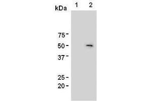 Western Blotting (WB) image for anti-Forkhead Box P3 (FOXP3) antibody (ABIN1449247) (FOXP3 Antikörper)