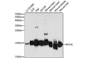 Western blot analysis of extracts of various cell lines, using RPS26 antibody (ABIN6294140) at 1:1000 dilution. (RPS26 Antikörper)