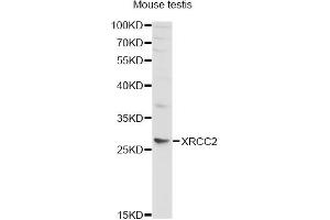 Western blot analysis of extracts of mouse testis, using XRCC2 antibody. (XRCC2 Antikörper)