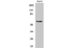 Western Blotting (WB) image for anti-Disabled Homolog 1 (Drosophila) (DAB1) (Ser296) antibody (ABIN3174702) (DAB1 Antikörper  (Ser296))