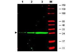 Image no. 1 for anti-Green Fluorescent Protein (GFP) antibody (ABIN1101732) (GFP Antikörper)