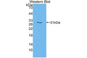 Western Blotting (WB) image for anti-Mitogen-Activated Protein Kinase 7 (MAPK7) (AA 185-419) antibody (ABIN3206671) (MAPK7 Antikörper  (AA 185-419))