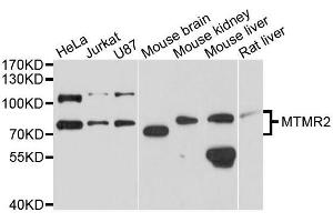 Western blot analysis of extracts of various cell lines, using MTMR2 antibody (ABIN5996180) at 1/1000 dilution. (MTMR2 Antikörper)