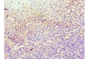 Immunohistochemistry of paraffin-embedded human tonsil tissue using ABIN7156037 at dilution of 1:100 (ICOSLG Antikörper  (AA 19-256))