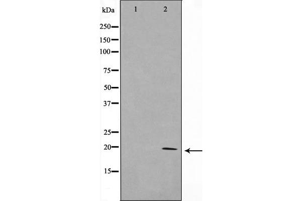 TAF9 Antikörper  (Internal Region)