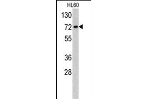 Western blot analysis of TOA antibody (C-term) (ABIN390707 and ABIN2840991) in HL60 cell line lysates (35 μg/lane). (TOM70 Antikörper  (C-Term))