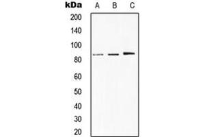 Western blot analysis of STAT1 expression in HeLa (A), MCF7 (B), H9C2 (C) whole cell lysates. (STAT1 Antikörper  (C-Term))