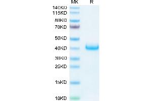 Biotinylated Human LILRB4 on Tris-Bis PAGE under reduced condition. (LILRB4 Protein (AA 22-257) (His-Avi Tag,Biotin))