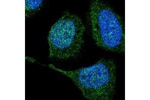Immunofluorescent staining of human cell line U-2 OS with TXNDC2 polyclonal antibody  at 1-4 ug/mL dilution shows positivity in nucleus but not nucleoli and cytoplasm. (TXNDC2 Antikörper)