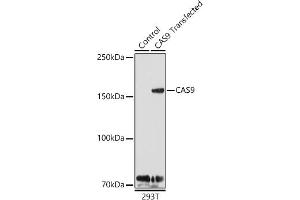 Western blot analysis of extracts of 293T cells and 293T transfected with C protein, using C antibody (ABIN7266523) at 1:1000 dilution. (CRISPR-Cas9 Antikörper)