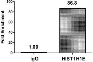 Chromatin Immunoprecipitation Hela (4*10 6 , treated with 30 mM sodium butyrate for 4h) were treated with Micrococcal Nuclease, sonicated, and immunoprecipitated with 5 μg anti-HIST1H1E (ABIN7139188) or a control normal rabbit IgG. (HIST1H1E Antikörper  (acLys51))