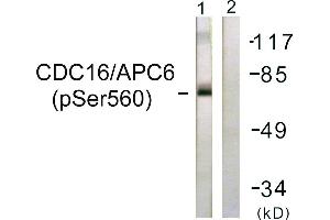 Immunohistochemistry analysis of paraffin-embedded human brain tissue using CDC16/APC6 (Phospho-Ser560) antibody. (CDC16 Antikörper  (pSer560))