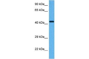 Host:  Mouse  Target Name:  ACTG1  Sample Tissue:  Mouse Testis  Antibody Dilution:  1ug/ml