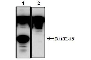Western Blotting (WB) image for anti-Interleukin 18 (IL18) (AA 37-194) antibody (ABIN1449293) (IL-18 Antikörper  (AA 37-194))