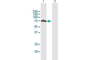 Western Blot analysis of HERPUD2 expression in transfected 293T cell line by HERPUD2 MaxPab polyclonal antibody. (HERPUD2 Antikörper  (AA 1-406))