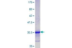 NREP Protein (AA 1-68) (GST tag)