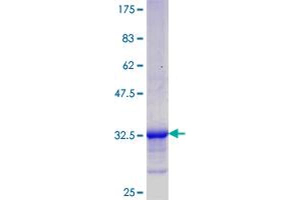 NREP Protein (AA 1-68) (GST tag)