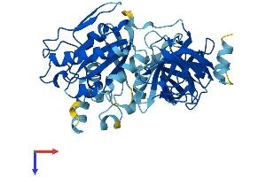 EEF1A2 Protein (AA 1-463) (His tag)