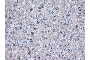 Image no. 6 for anti-Nucleoredoxin-Like 2 (NXNL2) antibody (ABIN1499887) (NXNL2 Antikörper)