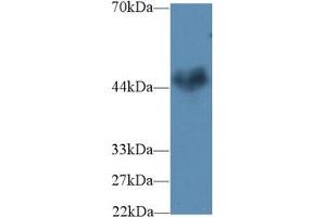 Western Blot; Sample: Mouse Cerebrum lysate; Primary Ab: 2µg/ml Rabbit Anti-Human CNTFR Antibody Second Ab: 0. (CNTF Receptor alpha Antikörper  (AA 120-358))