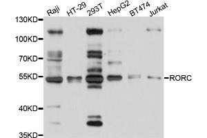 Western blot analysis of extracts of various cell lines, using RORC antibody (ABIN5998714) at 1/1000 dilution.
