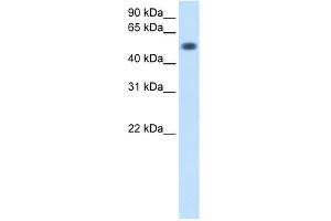 WB Suggested Anti-TOR3A Antibody Titration:  0. (TOR3A Antikörper  (Middle Region))