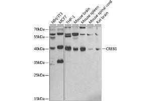 Western blot analysis of extracts of various cell lines, using CREB1 antibody (ABIN6127541, ABIN6139008, ABIN6139011 and ABIN6219541) at 1:1000 dilution. (CREB1 Antikörper  (AA 1-120))