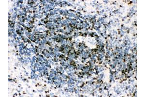 Anti- RUNX3 Picoband antibody, IHC(P) IHC(P): Rat Spleen Tissue (RUNX3 Antikörper  (AA 128-270))