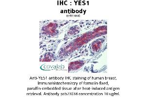 Image no. 1 for anti-V-Yes-1 Yamaguchi Sarcoma Viral Oncogene Homolog 1 (YES1) (AA 284-541) antibody (ABIN1740886) (YES1 Antikörper  (AA 284-541))