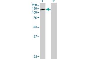 Western Blot analysis of RFX6 expression in transfected 293T cell line by RFX6 MaxPab polyclonal antibody. (RFX6 Antikörper  (AA 1-928))