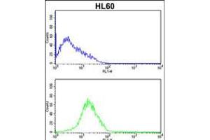 Flow cytometric analysis of HL60 cells (bottom histogram) compared to a negative control cell (top histogram). (SERPINB7 Antikörper  (AA 108-137))